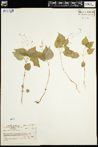 Circaea alpina image