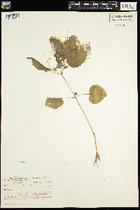 Circaea alpina image