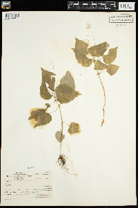 Circaea alpina image