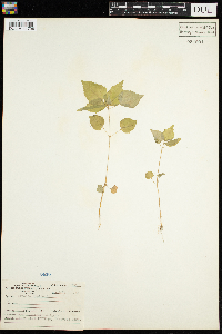 Circaea alpina image