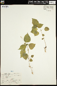 Circaea alpina image