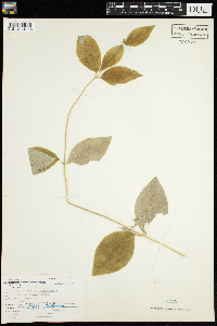 Lonicera hirsuta image