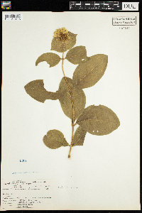 Lonicera hirsuta image