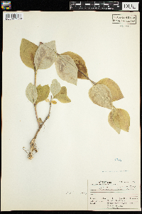Lonicera hirsuta image
