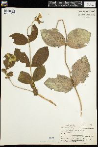 Lonicera hirsuta image