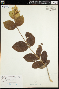 Lonicera hirsuta image