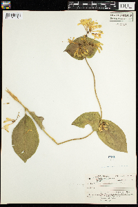 Lonicera hirsuta image