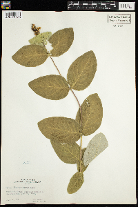 Lonicera hirsuta image