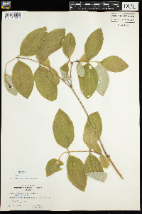 Lonicera hirsuta image