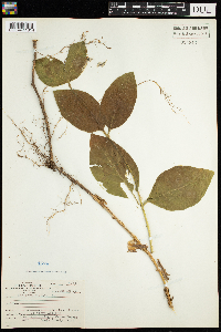 Lonicera hirsuta image