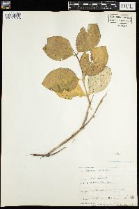 Lonicera hirsuta image