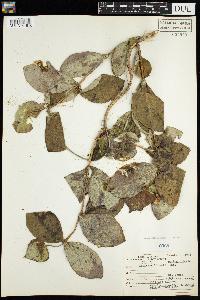 Lonicera hirsuta image