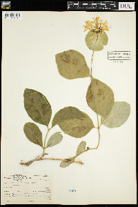 Lonicera hirsuta image