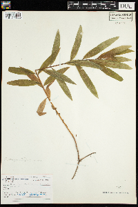 Erechtites hieraciifolius image