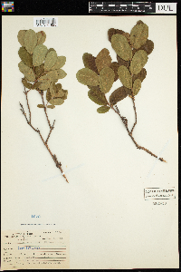 Lonicera caerulea image