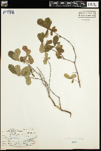 Lonicera caerulea image