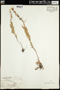 Oenothera perennis image