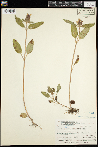 Prunella vulgaris subsp. lanceolata image