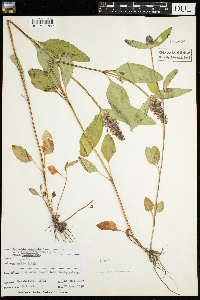 Prunella vulgaris subsp. lanceolata image