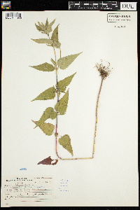 Monarda fistulosa image