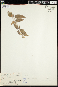 Monarda fistulosa image