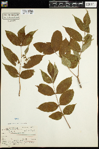 Fraxinus nigra image
