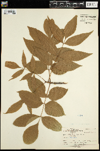 Fraxinus nigra image