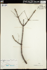 Fraxinus nigra image