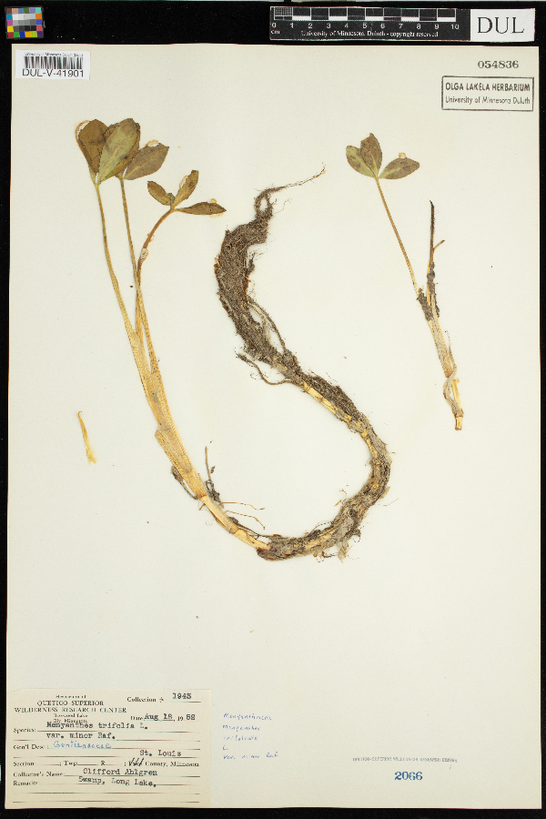 Menyanthes trifoliata image