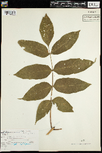 Fraxinus nigra image