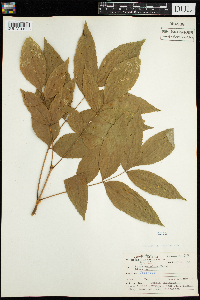 Fraxinus nigra image