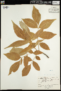 Fraxinus nigra image