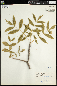 Fraxinus nigra image