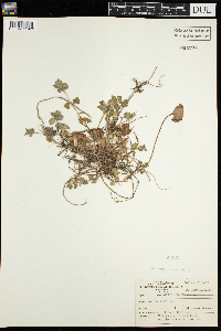thumbnail image of current specimen