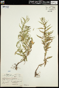 Thumbnail image of current specimen
