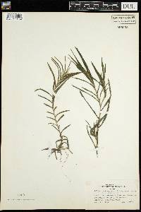 Potamogeton robbinsii image