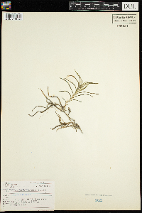 Potamogeton robbinsii image