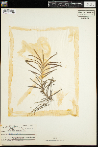 Potamogeton robbinsii image