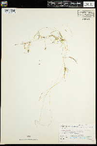 Potamogeton strictifolius image