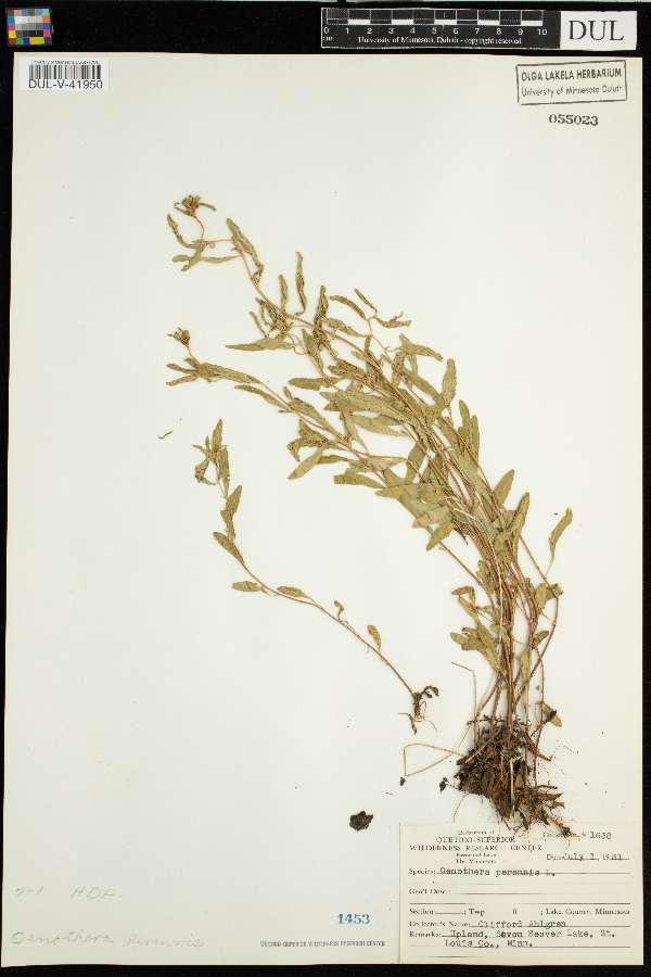 Oenothera perennis image