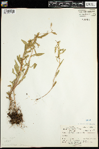 Oenothera perennis image