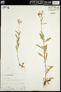 Oenothera perennis image