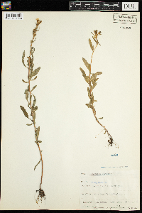 Oenothera perennis image