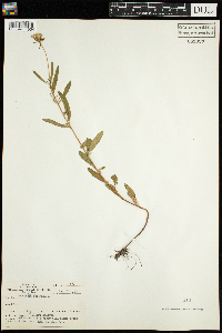 Oenothera perennis image