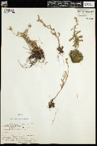 Oenothera perennis image