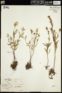 Oenothera perennis image