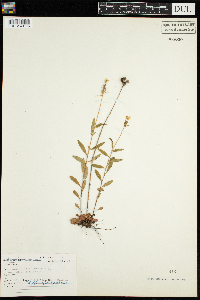Oenothera perennis image
