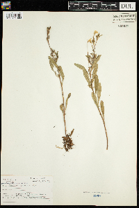 Oenothera perennis image