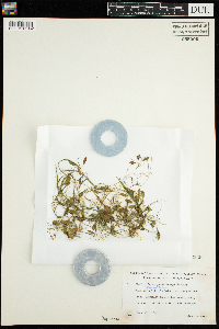 Potamogeton vaseyi image