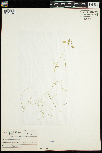 Potamogeton vaseyi image